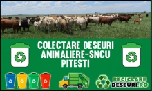 Animaliere-SNCU Pitesti