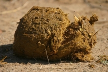 Reciclare Deseuri Pitesti Colectare Deseuri Animaliere SNCU Pitesti