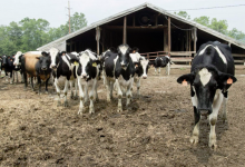 Reciclare Deseuri Brasov Colectare Deseuri Animaliere SNCU Brasov - BIOECOLAB