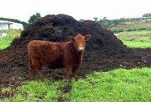 Reciclare Deseuri Sfantu Gheorghe Colectare Deseuri Animaliere SNCU Sf. Gheorghe