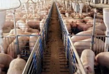 Reciclare Deseuri Ramnicu Valcea Colectare Deseuri Animaliere SNCU Valcea - BIOECOLAB