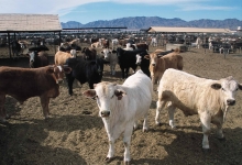 Reciclare Deseuri Suceava Colectare Deseuri Animaliere SNCU Suceava - BIOECOLAB