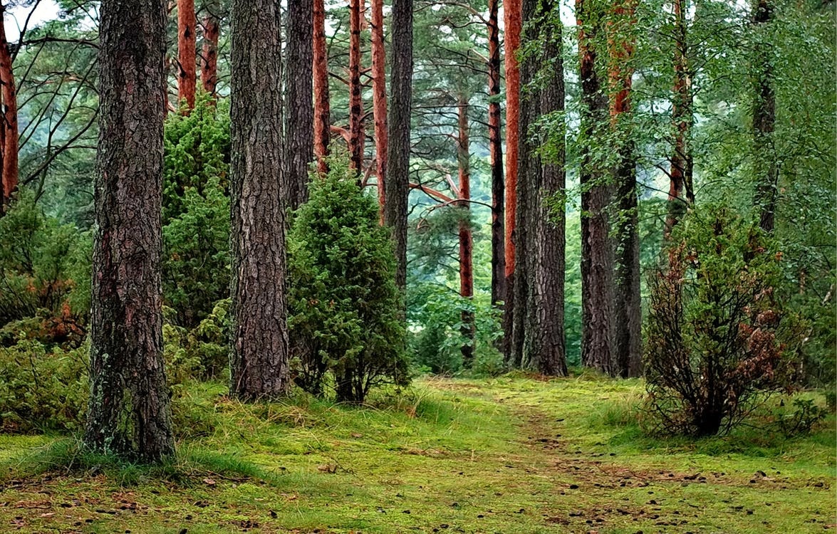 Paduri
